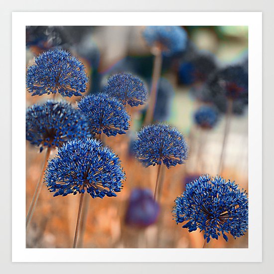 Blue ball flowers. Art Print