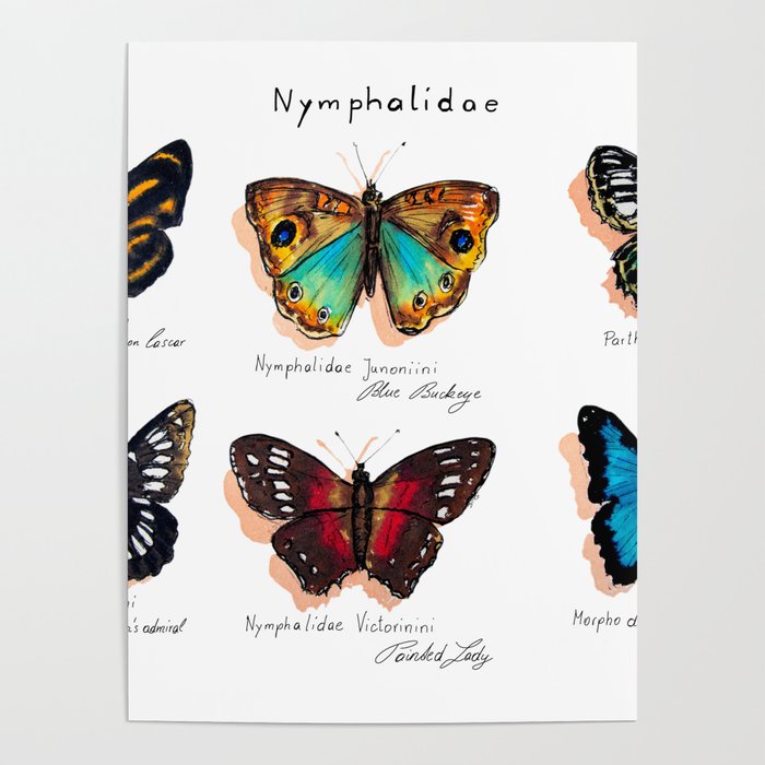 Nymphalidae butterflies Poster