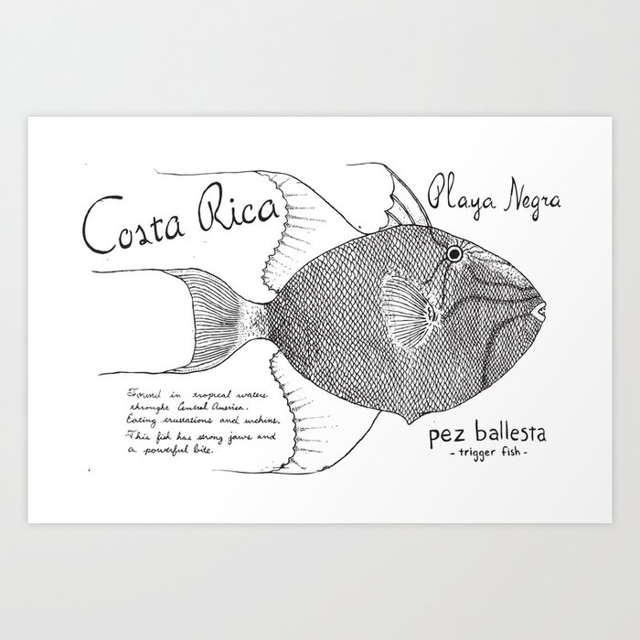 Trigger Fish/Costa Rica - Illustration Art Print by Castaway