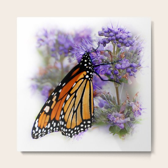 Butterfly Metal Print