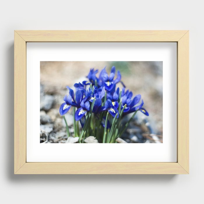 Iris Watercolor Recessed Framed Print