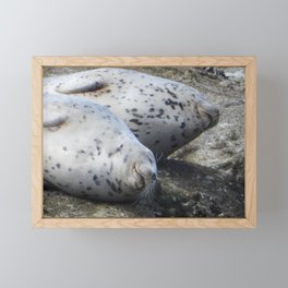 Happy Harbor Seals Framed Mini Art Print