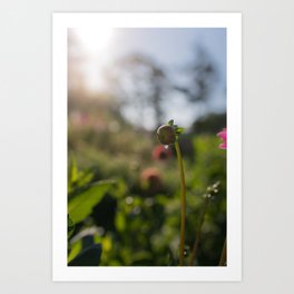 Dewdrop on a dahlia bud | Flower picking garden in the morning sun | Flower bud in the morning light Art Print