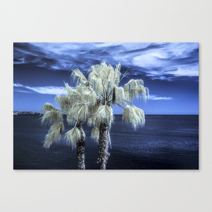 Palm Trees at Laguna Beach near LA in Southern California Canvas Print