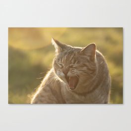 Silly face Canvas Print