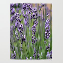 Lavender Plant Poster