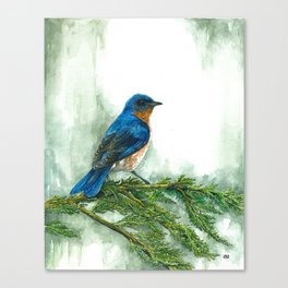 Western Bluebird Canvas Print