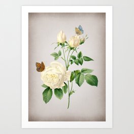 Vintage White Bengal Rose Botanical on Parchment Art Print