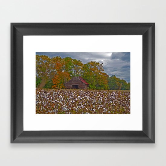 An Old Barn in a Cotton Field Framed Art Print