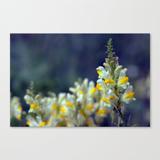 Toadflax flowers 5067 Canvas Print