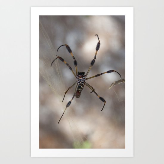 Spider 1 | Picture A Art Print