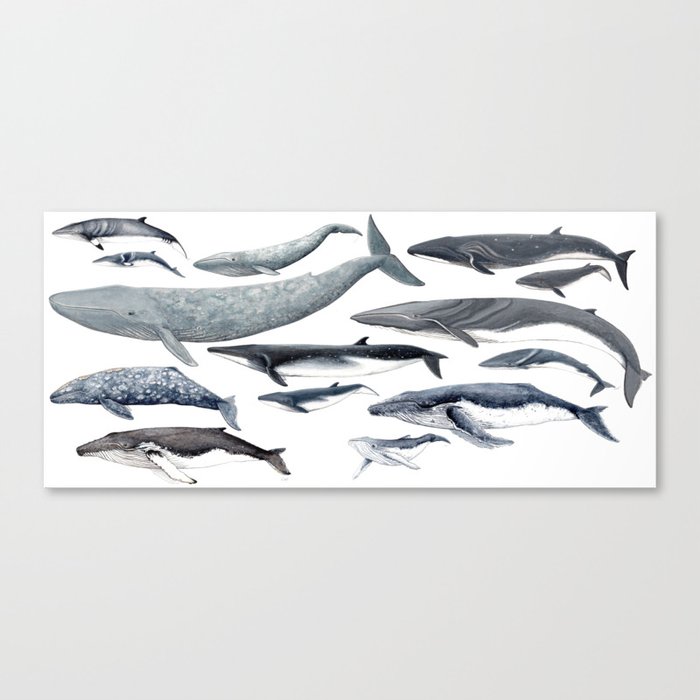 Whale diversity Canvas Print