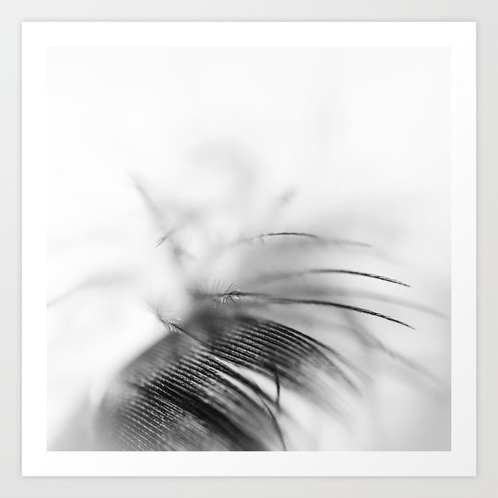 Feather in black and white Art Print