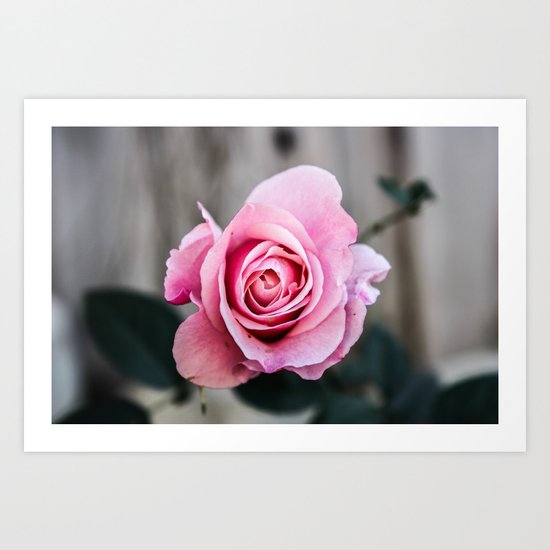Pink Rose Art Print