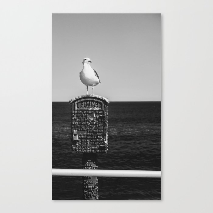 Seagull Takes A Break Canvas Print