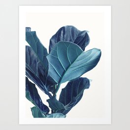Fiddle Leaf Fig Plant, Blue Minimalist Nature Photography Art Print