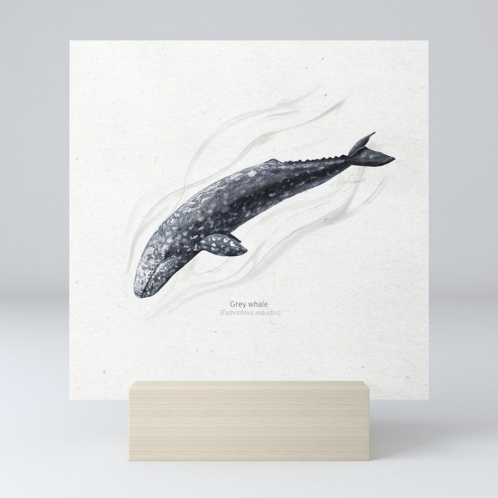 Grey whale art print Mini Art Print