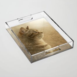 Tabby cat Acrylic Tray