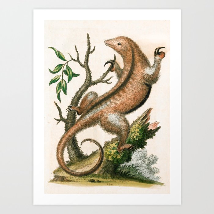 Ant-eater by George Edwards, 1758 (benefiting The Nature Conservancy) Art Print