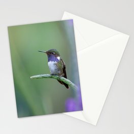 Volcano Hummingbird in Costa Rica Stationery Cards