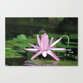 Home on a Lotus Flower Canvas Print
