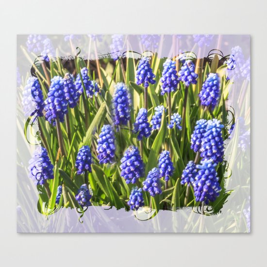 Grape hyacinths muscari Canvas Print