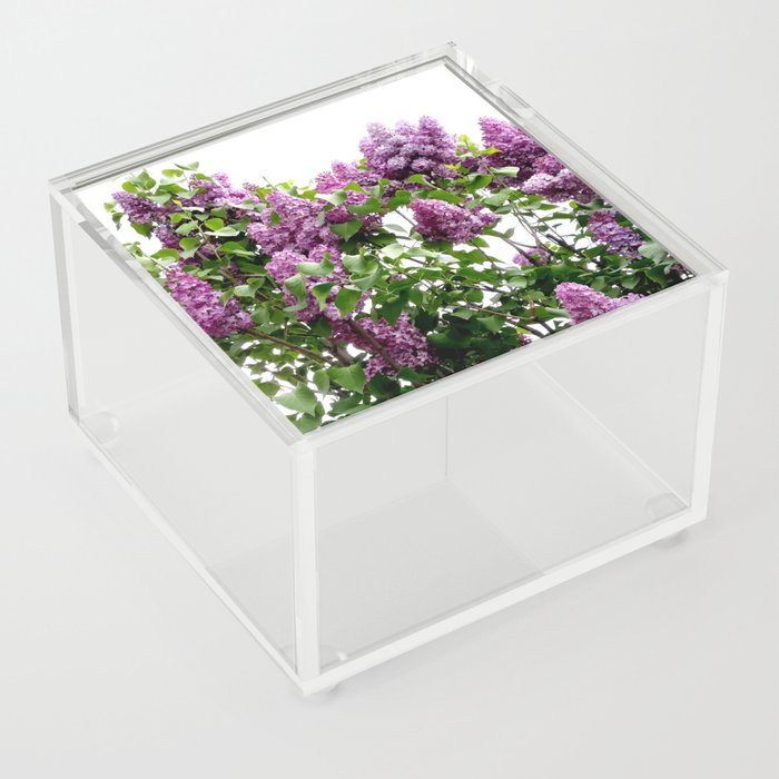 Decorative natural blooming lilac tree Acrylic Box