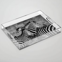 South Africa Photography - Two Zebras Hugging In Black And White Acrylic Tray