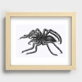 Illustration of Avicularia (Aranea avicularia) from Zoological lectures delivered at the Royal insti Recessed Framed Print
