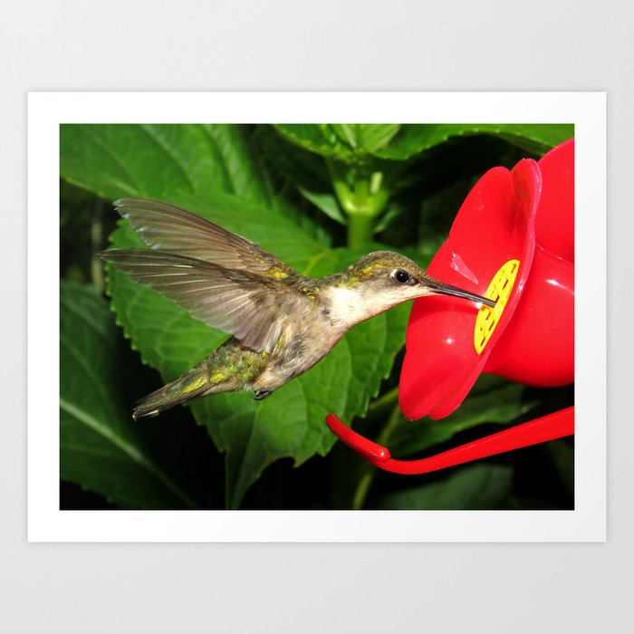 Hovering hummingbird 27 Art Print