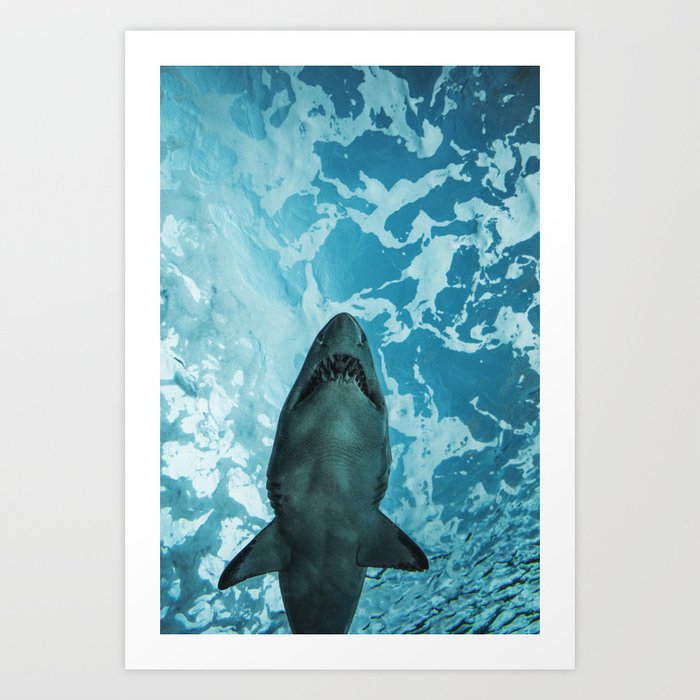 Shark Photography | Deep Sea | Ocean Art | Wildlife | Nature | Fish Art Print