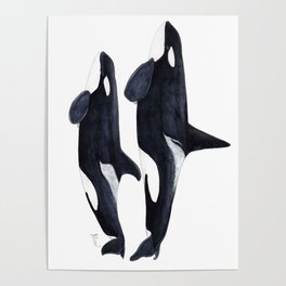 Orca male and female Poster