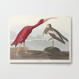 Scarlet Ibis from Birds of America (1827) by John James Audubon (1785 - 1851 ) etched by Robert Havell (1793 - 1878) Metal Print | Bird, Audubon, Painting, Vintage, Birdillustrations, Birdillustration, Iris, Poster, Sketch, Johnjamesaudubon 