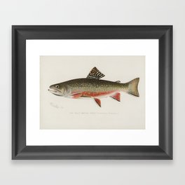 Trout fish Framed Art Print