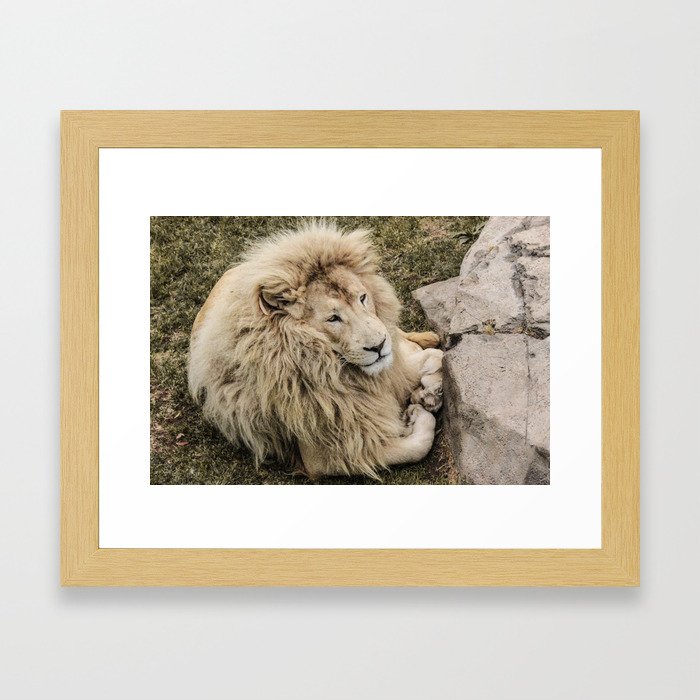 Lion of Judah Framed Art Print