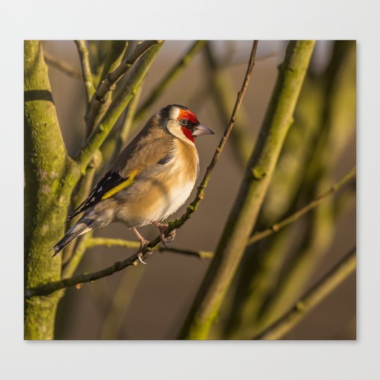 Goldfinch Canvas Print