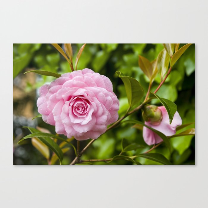 Camellia Canvas Print