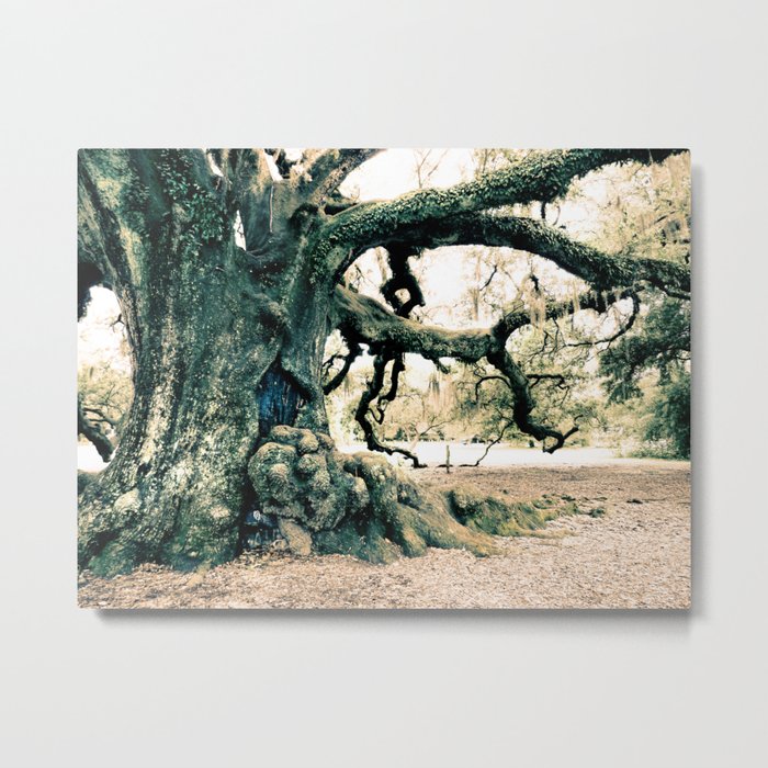 Oak Tree of Life New Orleans Louisiana Old Pirate French Forest Metal Print