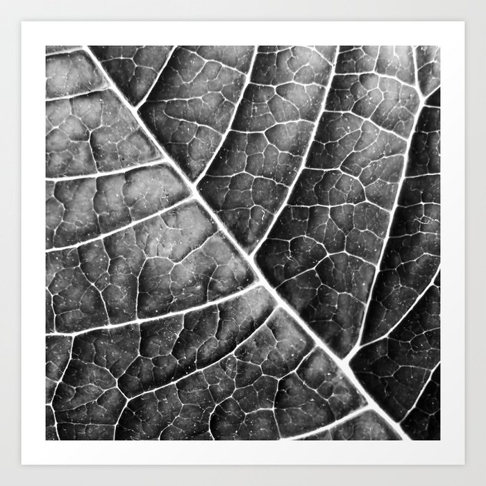 LEAF STRUCTURE no2b BLACK AND WHITE Art Print