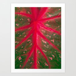 Caladium Red Flash Houseplant Leaf Pattern Closeup Art Print
