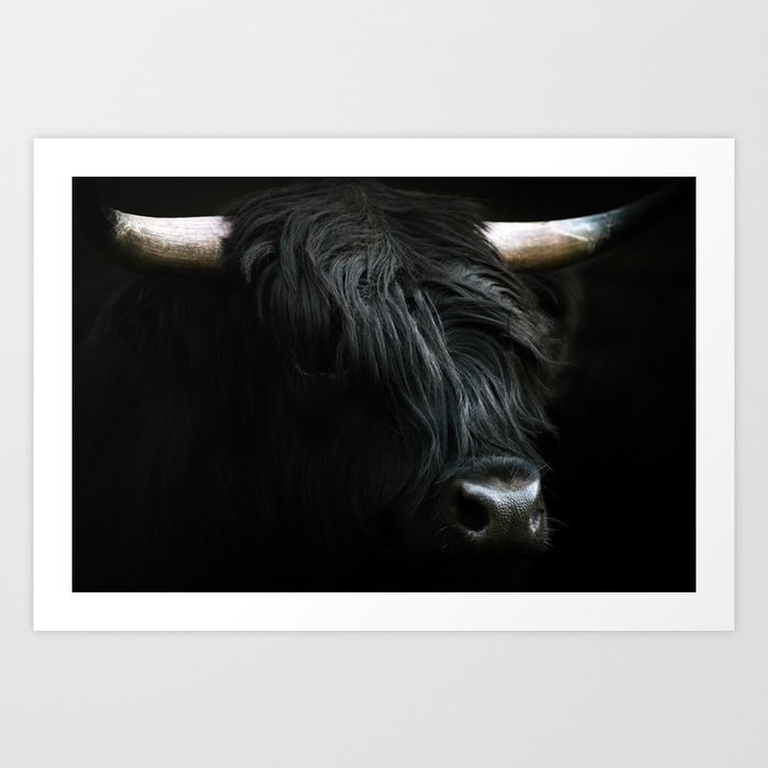 Black Scottish Highland Cattle Portrait - Animal Photography Art Print