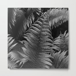 Leaves of green fern nature portrait black and white photograph / photography Metal Print