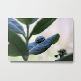 Tree Frog Metal Print