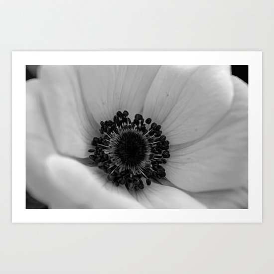 Black & White Poppy Art Print