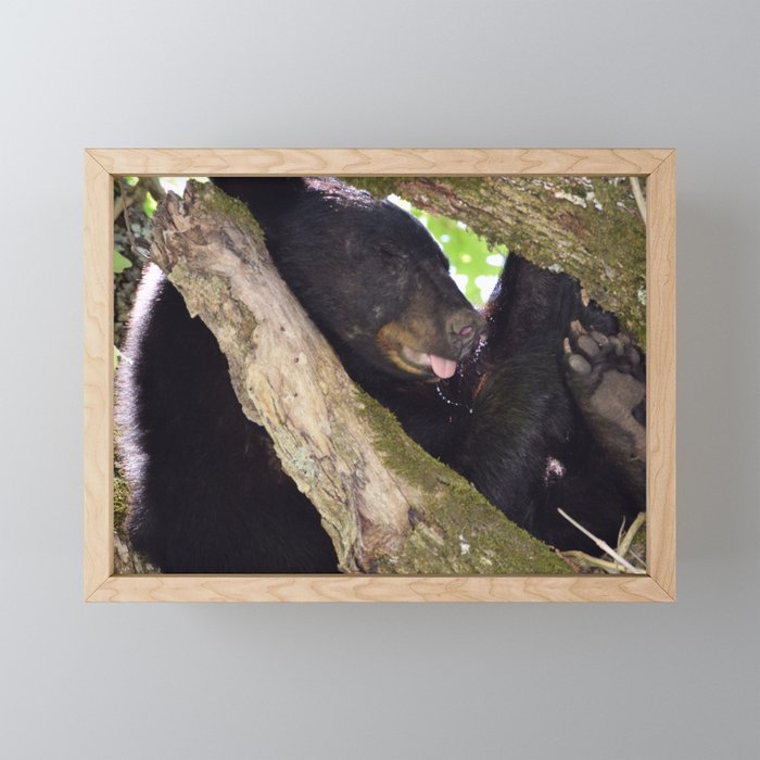 Let Sleeping Bears Lie Framed Mini Art Print