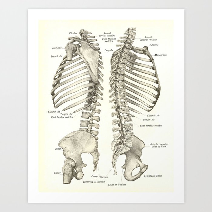Vintage Human Spine Anatomy Print Art Print