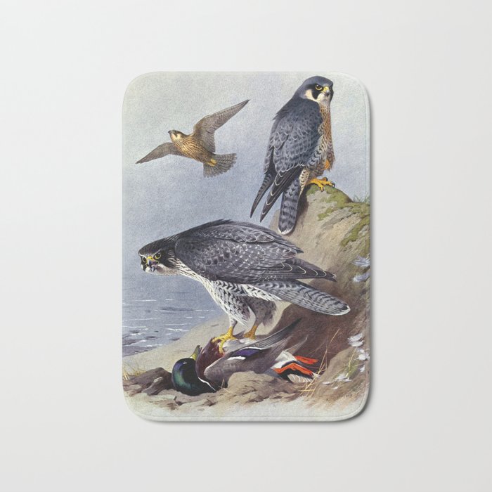 Gyr Falcon and Peregrine Falcon by Archibald Thorburn, 1915