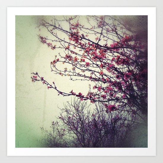 Cherry Blossom Art Print