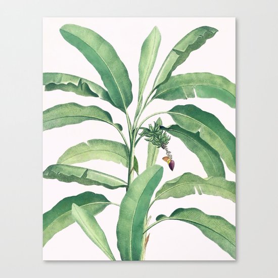 Banana leaves VI Canvas Print