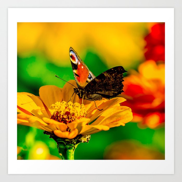 Butterfly on flower Art Print
